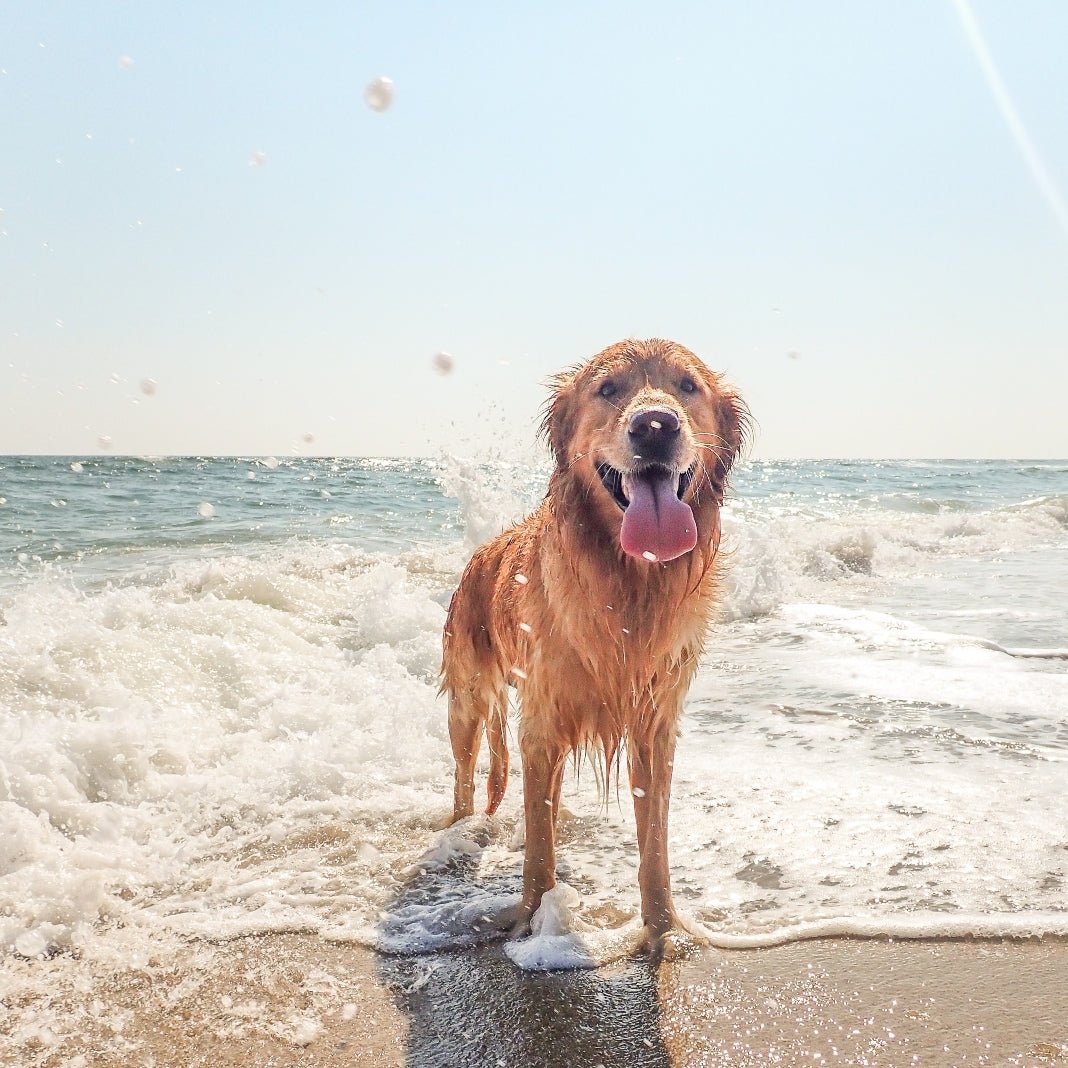 Top 5 Dog Friendly Beaches In United Kingdom - SUNNYLiFE UK