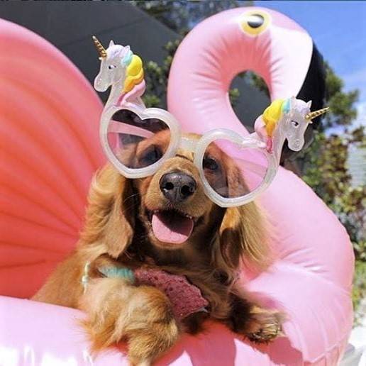 These Sunnypups prove - dogs are a man's (and float's) best friend